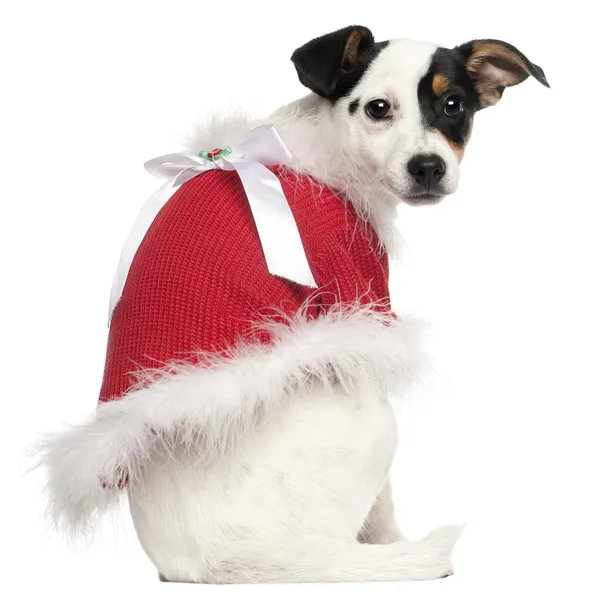 Jack russell terrier köpek, 5 aylık bir Noel jumper beyaz arka plan önünde giyiyor — Stok fotoğraf