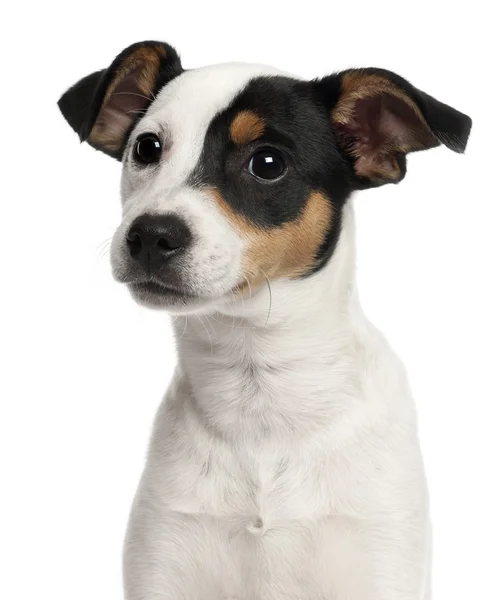 Nahaufnahme von Jack Russell Terrier Welpe, 5 Monate alt, vor weißem Hintergrund — Stockfoto