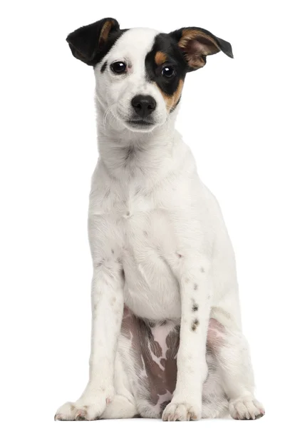 Jack Russell Terrier cachorro, 5 meses de edad, sentado delante de fondo blanco — Foto de Stock