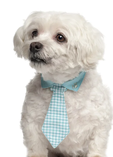 Maltese, 9 years old, wearing a tie in front of white background — Stock Photo, Image
