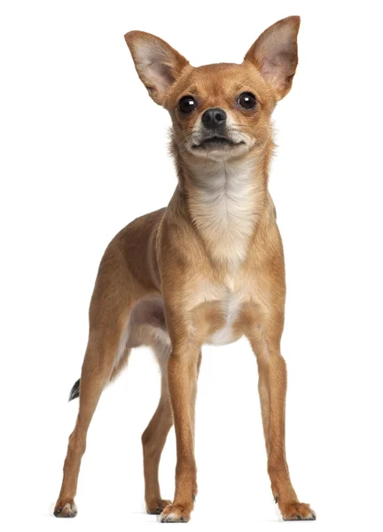 Crossbreed dog standing in front of white background — Stock Photo, Image