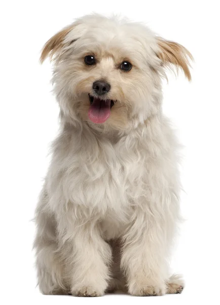 Pequeno cão sentado e ofegante na frente do fundo branco — Fotografia de Stock