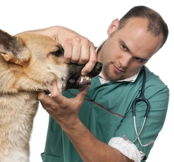 Κτηνίατρος εξέταση ένας γερμανικός ποιμένας μπροστά από το λευκό φόντο — Φωτογραφία Αρχείου