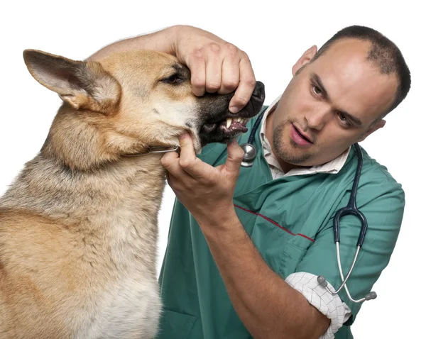 Κτηνίατρος εξέταση ένας γερμανικός ποιμένας μπροστά από το λευκό φόντο — Φωτογραφία Αρχείου