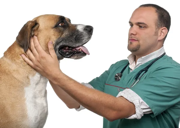 Beyaz arka plan önünde karışık-breed köpek inceleyerek veteriner — Stok fotoğraf