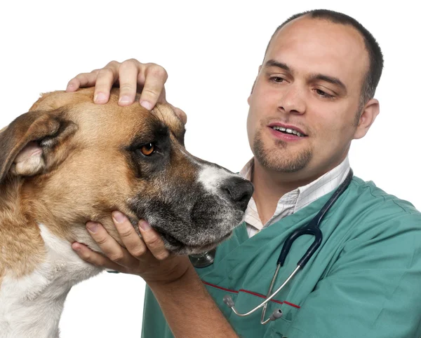 Veterinario examinando un perro de raza mixta en frente de fondo blanco —  Fotos de Stock
