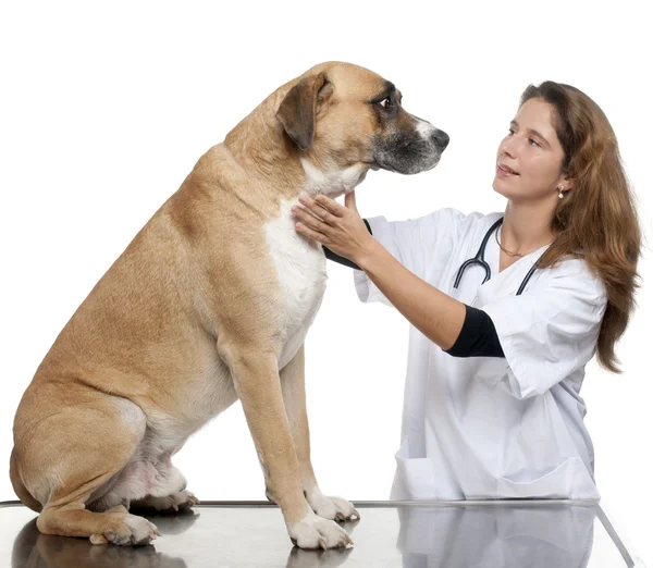 Veterinario examinando un perro de raza mixta en frente de fondo blanco — Foto de Stock