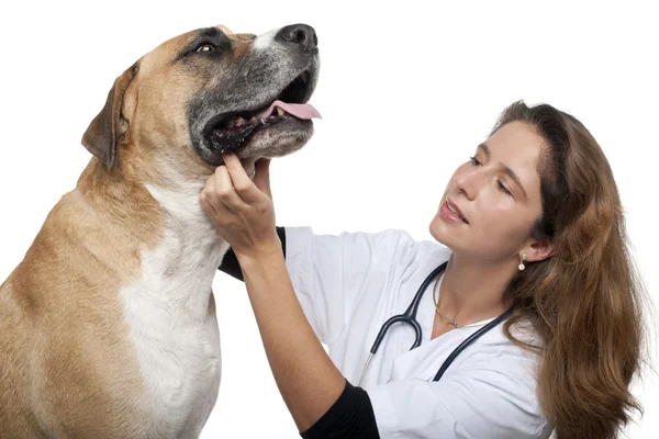 Veterinario che esamina un cane di razza mista davanti allo sfondo bianco — Foto Stock