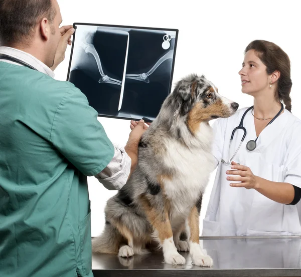 Veterinari che esaminano la radiografia di un pastore australiano davanti allo sfondo bianco — Foto Stock
