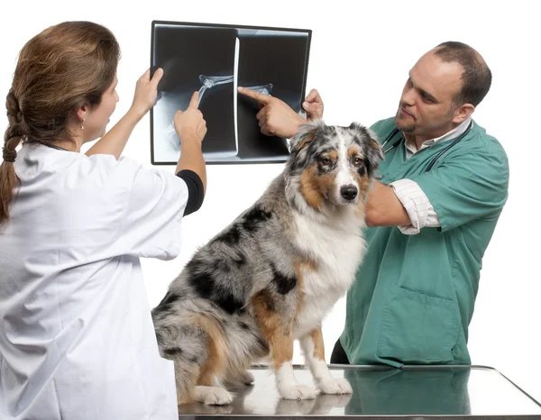 Vets examining a Australian shepherd's radiography in front of white background — Stock Fotó