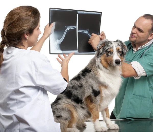 Vets examining a Australian shepherd's radiography in front of white background — Stok fotoğraf