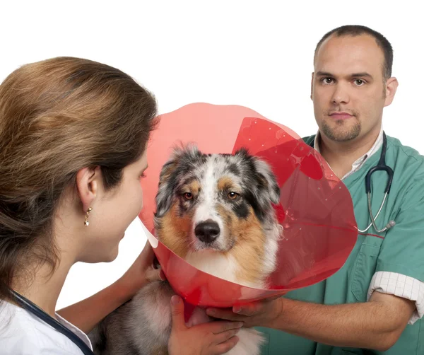 Vets putting a space collar on an Australian Shepherd in front of white background — Stock Photo, Image