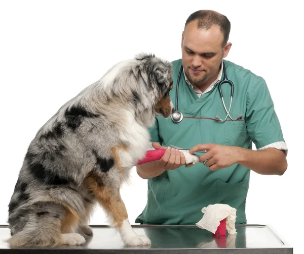 Vet wrapping a bandage around an Australian Shepherd's paw in front of white background — ストック写真