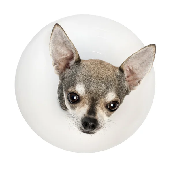Chihuahua, 4 years old, wearing a space collar in front of white background — Stock Photo, Image