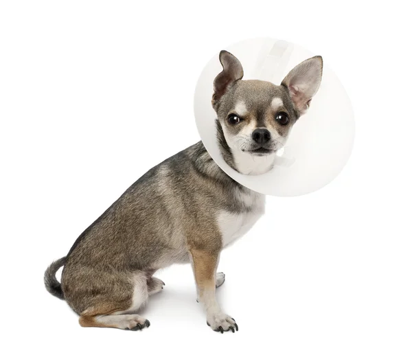 stock image Chihuahua, 4 years old, wearing a space collar in front of white background