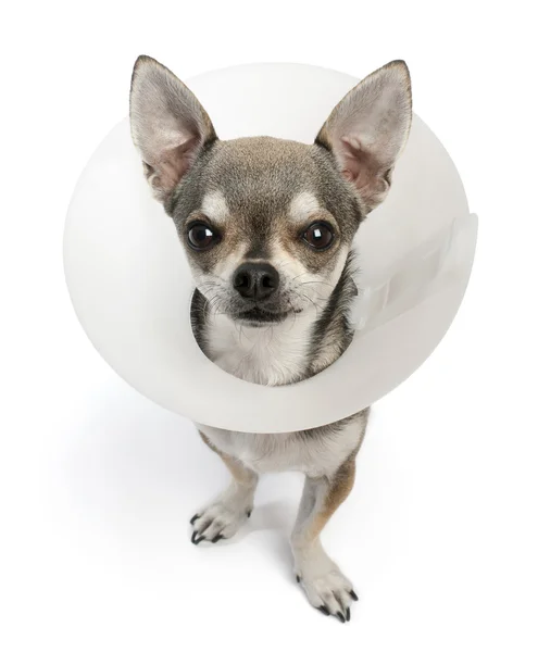 Chihuahua, 4 years old, wearing a space collar in front of white background — 스톡 사진