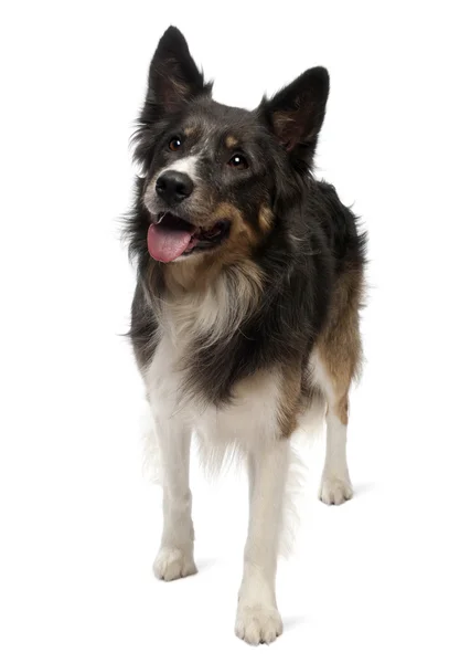 Border collie in front of white background — Stock Photo, Image