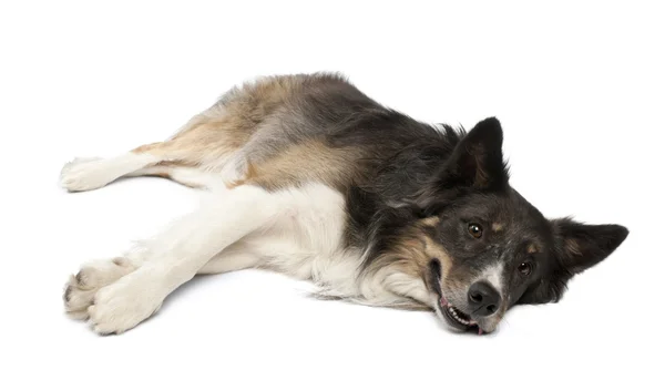 Border collie lying in front of white background — Stock Photo, Image