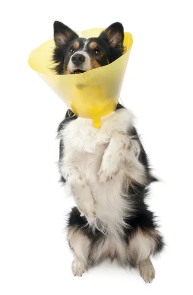 Border collie wearing a space collar on hind legs in front of white background — Stock Photo, Image