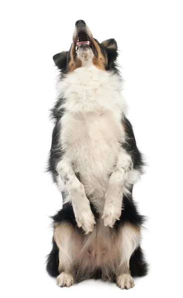 Border ποιμενικού σκύλου στα πίσω πόδια μπροστά από το λευκό φόντο — Φωτογραφία Αρχείου