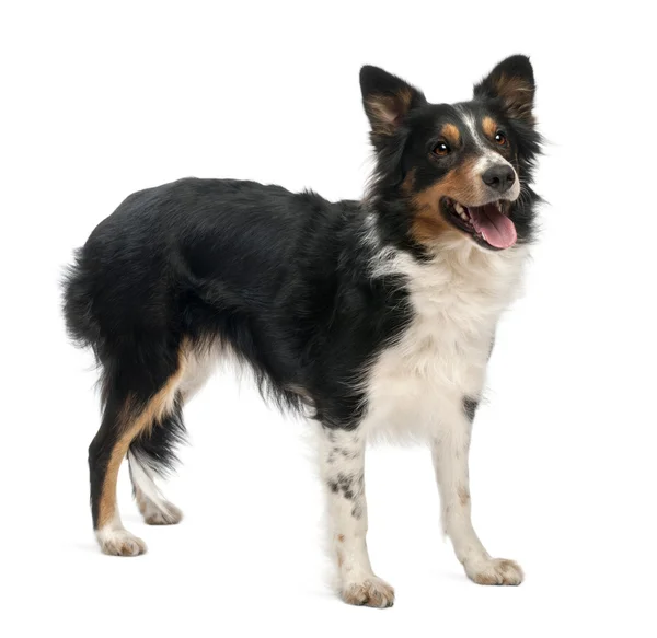 Border collie in front of white background — Stock Photo, Image