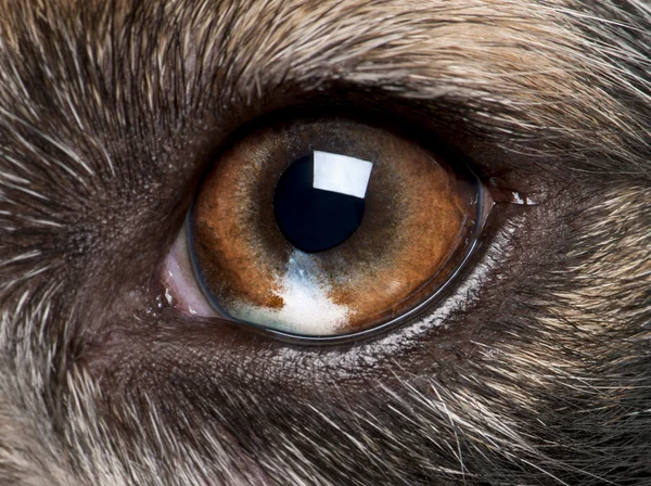 Close-up of Australian Shepherd's eye — Stockfoto