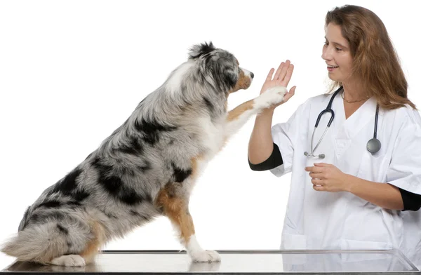 Pastore australiano dando la sua zampa a un veterinario di fronte a sfondo bianco — Foto Stock