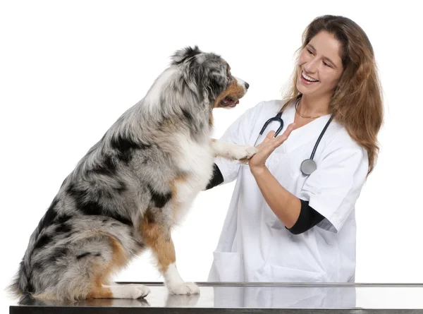 Australian Shepherd giving its paw to a vet in front of white background — Stock Photo, Image
