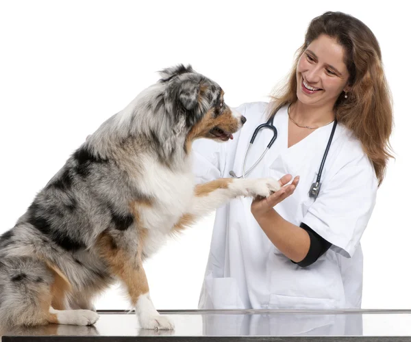 Pastore australiano dando la sua zampa a un veterinario di fronte a sfondo bianco — Foto Stock