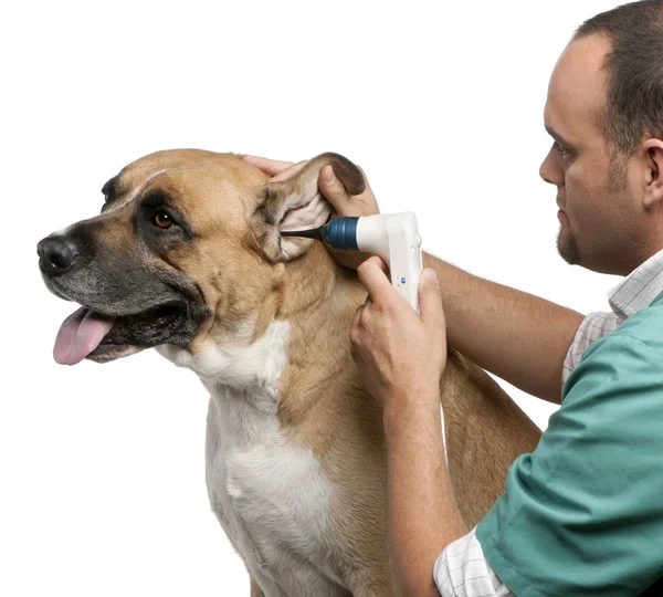 Veterinario che esamina un cane di razza incrociata, orecchio di cane con un otoscopio davanti allo sfondo bianco — Foto Stock