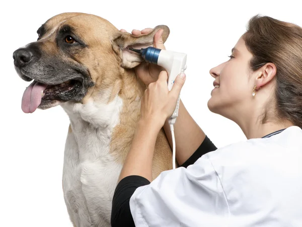 獣医の雑種犬は、白い背景の前に耳鏡と犬の耳を調べる — ストック写真