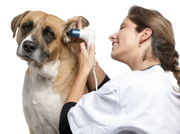 Vet examinando um cão mestiço, orelha do cão com um otoscópio na frente do fundo branco — Fotografia de Stock