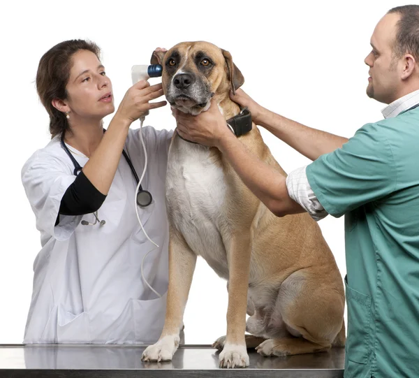 Los veterinarios examinan a un perro de raza cruzada, oreja de perro con un otoscopio en frente de fondo blanco —  Fotos de Stock