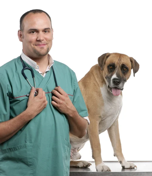 Veterinario in piedi accanto a un cane di razza incrociata, cane di fronte a sfondo bianco — Foto Stock
