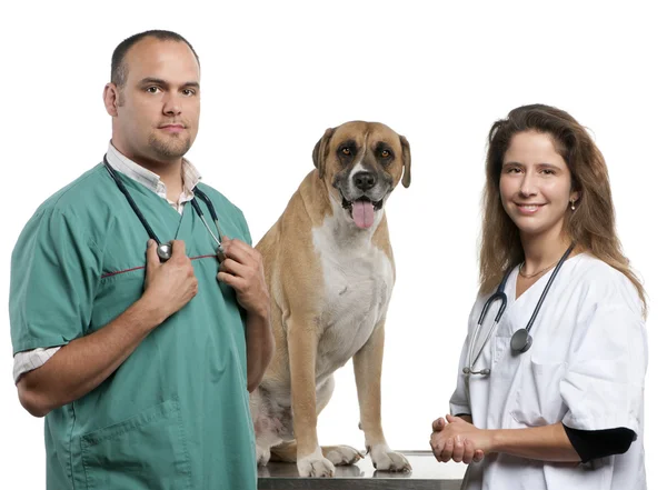 Dierenartsen staande naast een kruising hond, hond voor witte achtergrond — Stockfoto