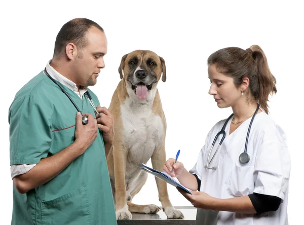 Veterinários examinando um cão mestiço, cão na frente de fundo branco — Fotografia de Stock