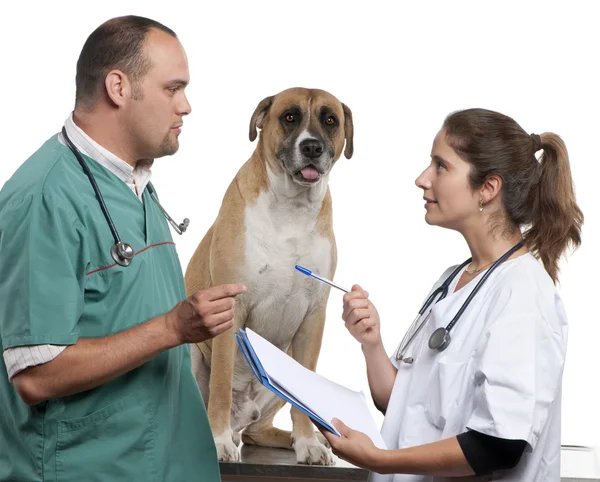 Veterinários examinando um cão mestiço, cão na frente de fundo branco — Fotografia de Stock