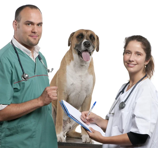 Los veterinarios examinan a un perro de raza cruzada, perro en frente de fondo blanco — Foto de Stock