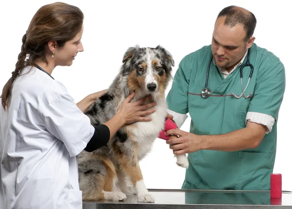 Vets wrapping a bandage around an Australian Shepherd in front of white background — Stock Fotó