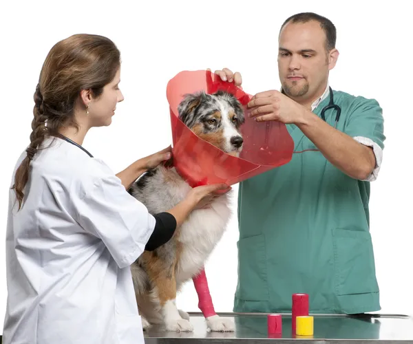 Vets putting a space collar on an Australian Shepherd in front of white background — Stock Fotó