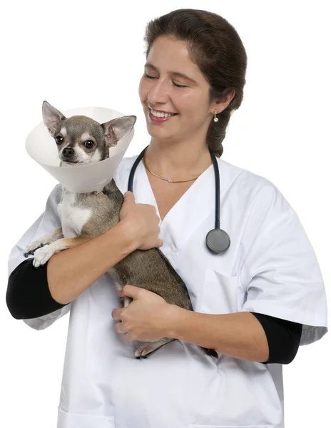 Veterinario con un chihuahua che indossa un collare spaziale davanti allo sfondo bianco — Foto Stock