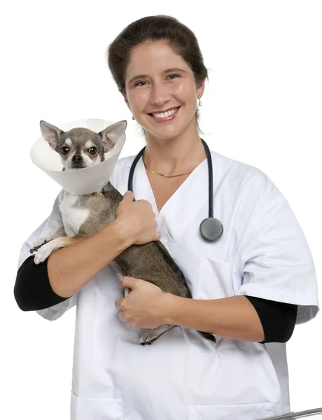 Vet carregando um Chihuahua vestindo um colarinho de espaço na frente de fundo branco — Fotografia de Stock