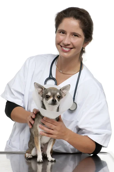 Vet segurando um Chihuahua vestindo um colarinho de espaço na frente de fundo branco — Fotografia de Stock