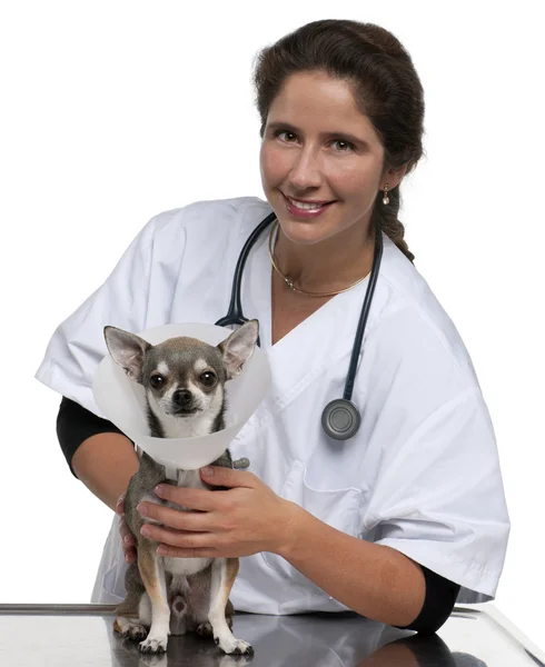 Vet segurando um Chihuahua vestindo um colarinho de espaço na frente de fundo branco — Fotografia de Stock