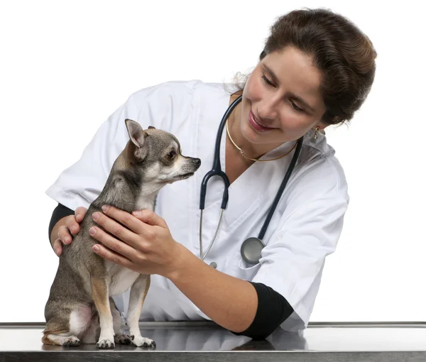 Veterinario che esamina un Chihuahua davanti allo sfondo bianco — Foto Stock