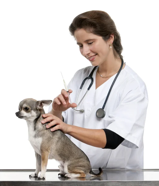 Beyaz arka plan önünde bir chihuahua bir enjeksiyon vererek veteriner — Stok fotoğraf