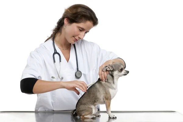 Veterinaria inyectando a un chihuahua frente a fondo blanco — Foto de Stock