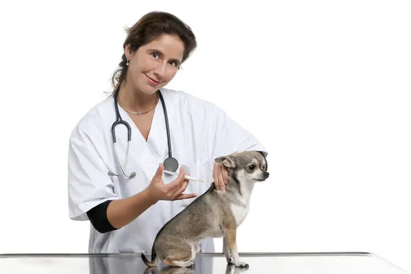 Vet dando uma injeção em um Chihuahua na frente de fundo branco — Fotografia de Stock