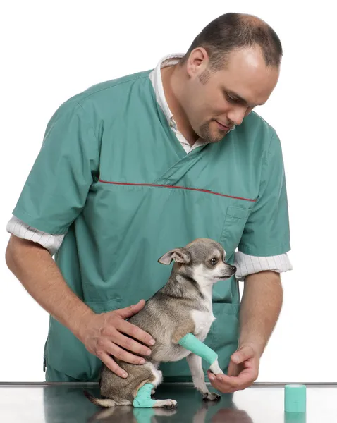 Veterinario che esamina una zampa di Chihuahua davanti allo sfondo bianco — Foto Stock