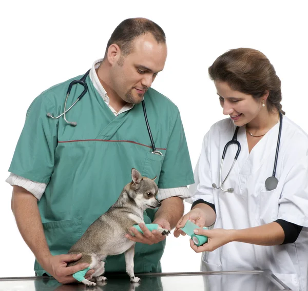 Vets wrapping a bandage around a Chihuahua's paw in front of white background — Stok fotoğraf